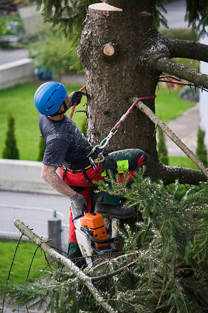 How Our Tree Care Process Works  in Fostoria, OH